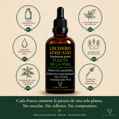 Lechero Africano Extracto Natural