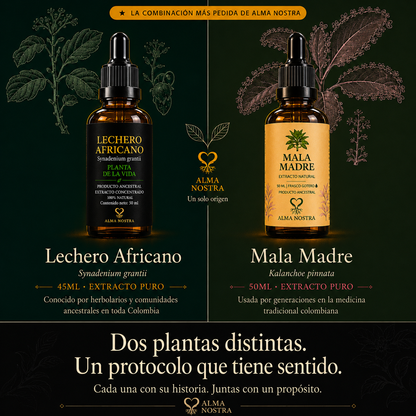 Kit Ancestral