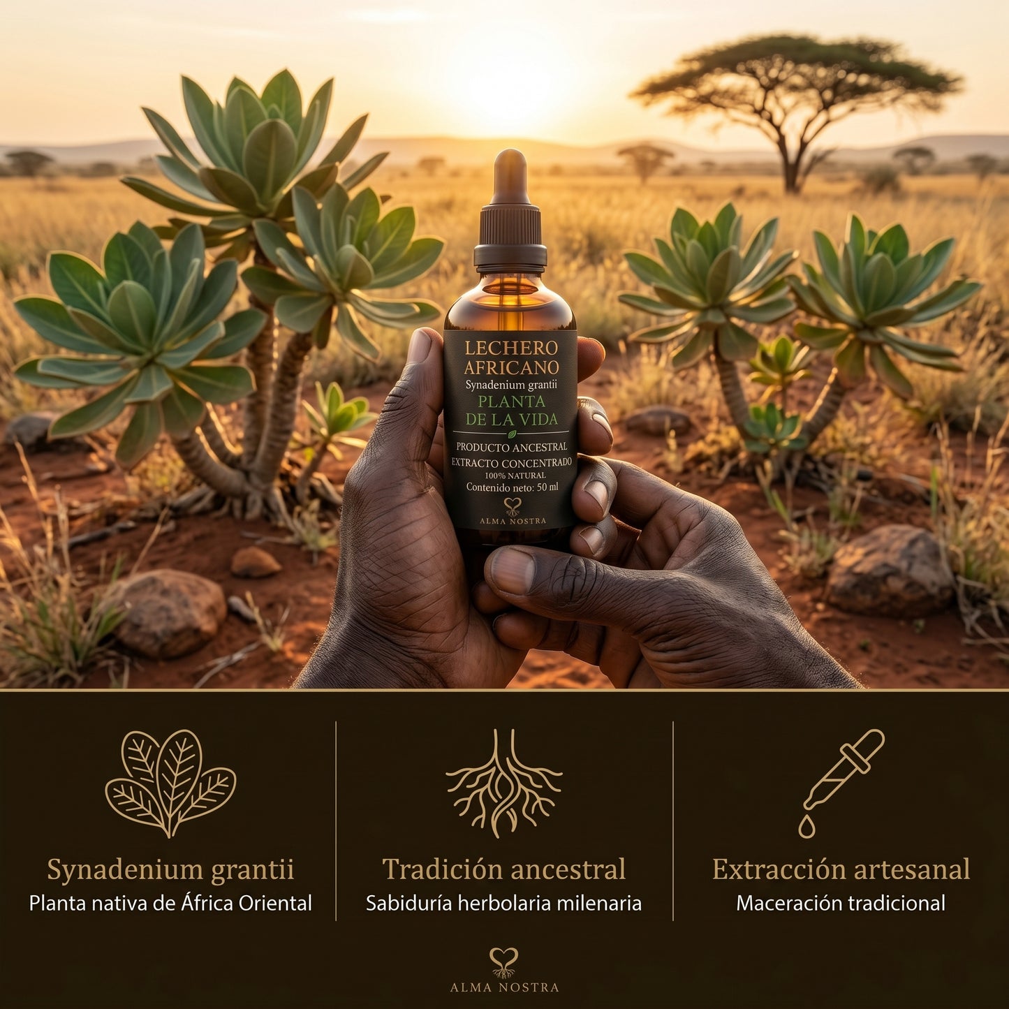 Lechero Africano Extracto Natural